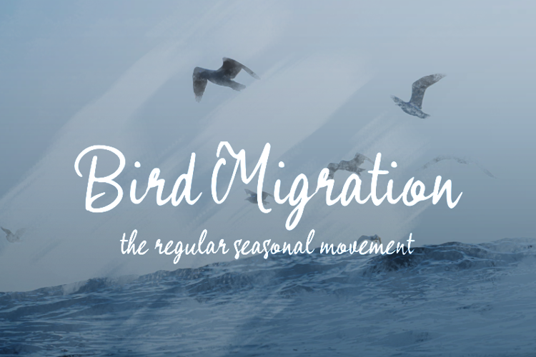 b Bird Migration